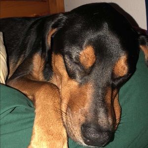 Meet your Posher, Abby